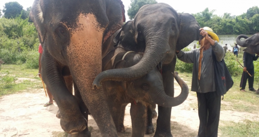 泰国大象志愿者-自2006年以来，超过22,000名快乐志愿者