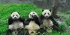 中国熊猫保护——自2003年以来，超过2万名快乐志愿者