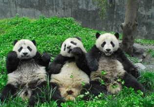 中国熊猫保护——自2003年以来，超过2万名快乐志愿者