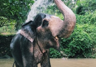 大象在泰国的体验-自2003年以来，超过20,000名快乐志愿者