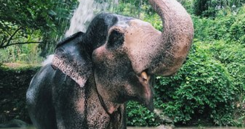 大象在泰国的体验-自2003年以来，超过20,000名快乐志愿者