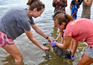 墨西哥海龟保护-自2006年以来，超过22000名快乐志愿者