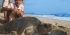 墨西哥海龟保护实习-自2003年以来收费最低，备受信赖