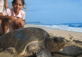 墨西哥海龟保护实习-自2003年以来收费最低，备受信赖”>
                 </div></a>
               </div>
               <div class=