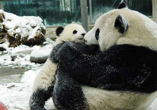 中国熊猫保护实习-自2003年以来最低的费用和信任