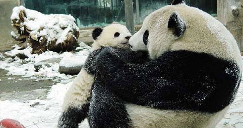 中国熊猫保护实习-自2003年以来最低的费用和信任