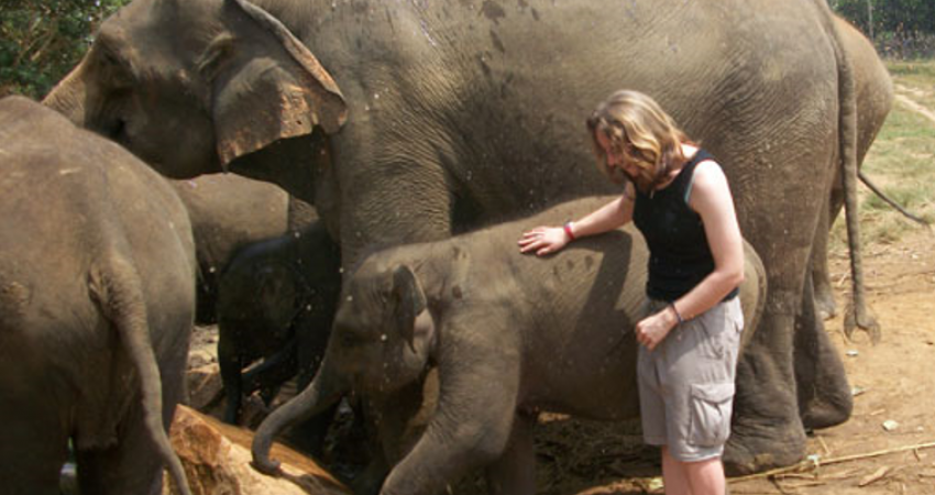 斯里兰卡大象保护实习-自2003年以来收费最低