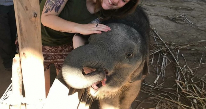 泰国素林的大象体验