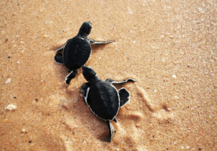 斯里兰卡海洋和野生动物保护