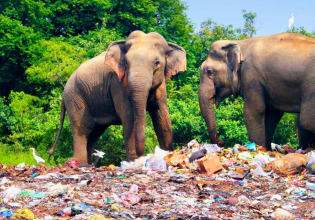 斯里兰卡的塑料教育和回收