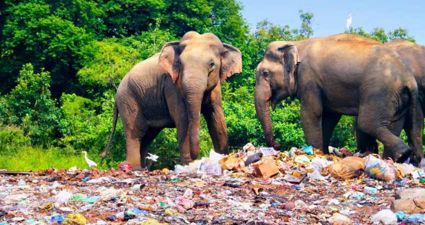 斯里兰卡的塑料教育和回收