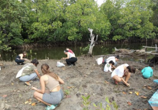 Mangrove Environmental Conservation Philippines