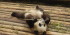 China – Panda Conservation Adventure