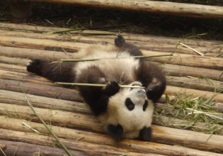 中国-熊猫保护冒险必威首页官网