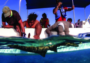Shark and Ray Conservation in Belize