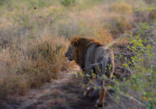 3-Day Kruger Big 5 & Panorama Route Exclusive Safari