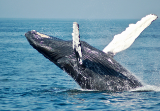 Whales – Penguins - Seals - Dolphin Watching Safari - 4 Days