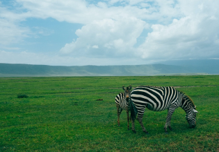 4天3夜塔兰吉尔，恩戈罗恩戈罗和曼亚拉预算旅馆坦桑尼亚野生动物园之旅＂>
                 </div></a>
               </div>
               <div class=