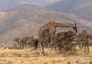 坦桑尼亚的五大野生动物园