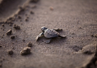 巴拿马的海龟保护志愿者