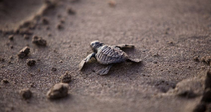 Sea Turtle Conservation Volunteer In Panama