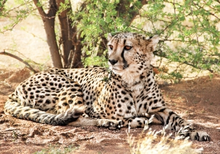 纳米比亚野生动物管理员志愿服务