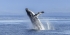 Humpback Whale Research Volunteer in Mozambique