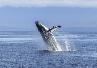 Humpback Whale Research Volunteer in Mozambique