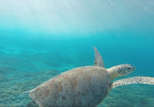 Malaysia Sea-Turtle Conservation Volunteer Program