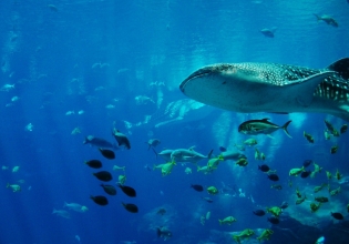 马尔代夫:保护鲸鲨