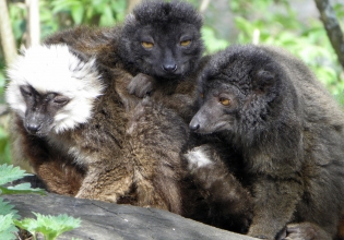 Habitat Restoration & Lemur Monitoring Volunteer