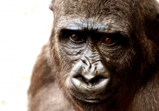 拯救喀麦隆的克罗斯河大猩猩和黑猩猩