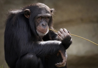 喀麦隆的黑猩猩救援