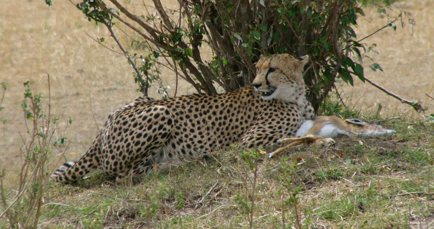 8天肯尼亚野生动物园之旅:5个国家公园