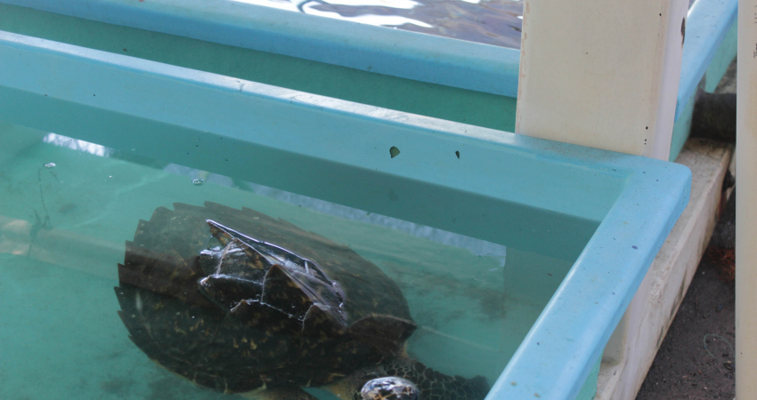 海龟保育计划