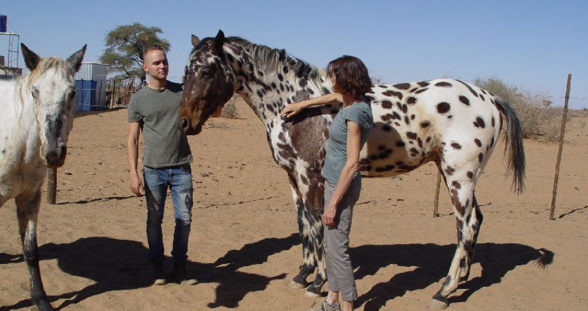 Horse Handler/Animal Carer
