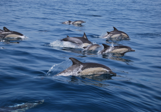海豚和鲸鱼研究志愿者项目，葡萄牙