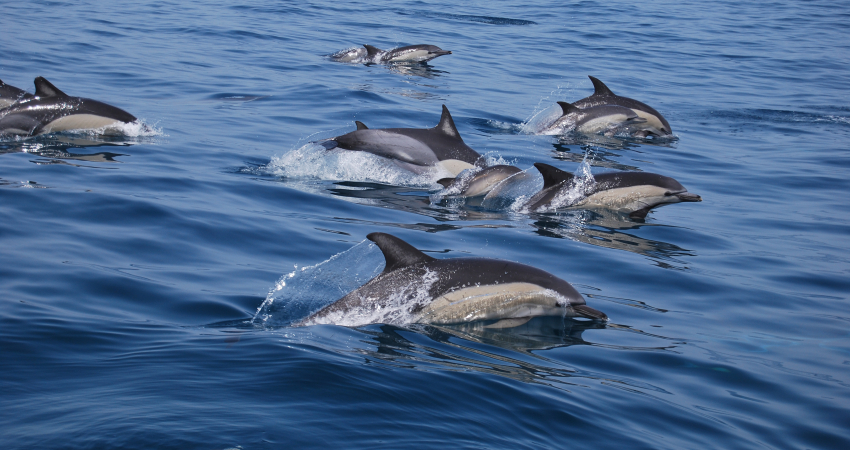 海豚和鲸鱼研究志愿者项目，葡萄牙