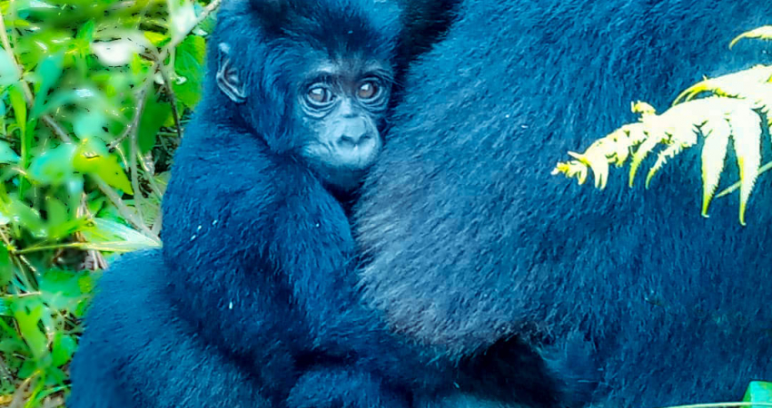 乌干达3天神奇的大猩猩徒步旅行体验