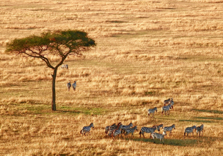 Serengeti Short Safari