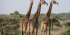 3天桑布鲁野生动物园-肯尼亚野生动物园套餐