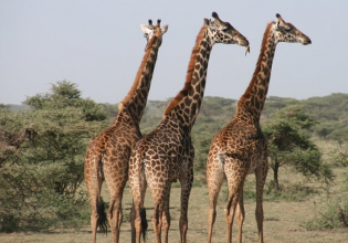 3天桑布鲁野生动物园-肯尼亚野生动物园套餐”>
                 </div></a>
               </div>
               <div class=