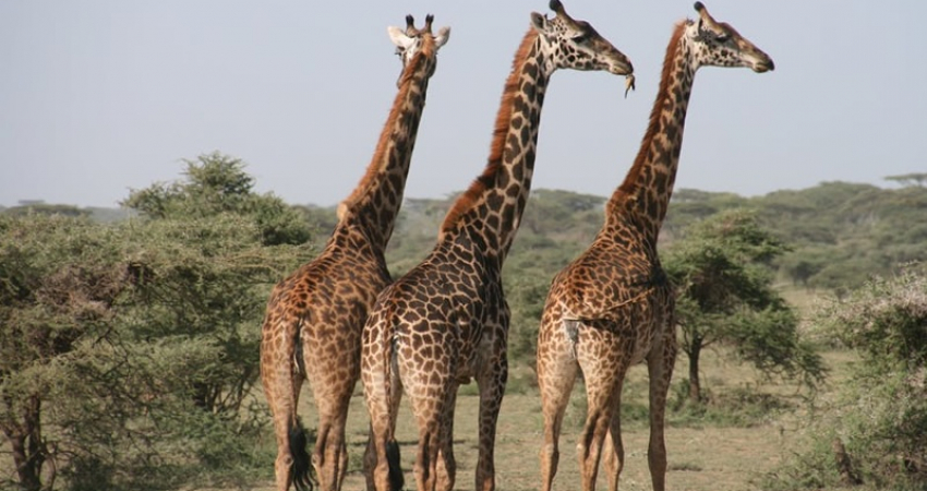 3天桑布鲁野生动物园-肯尼亚野生动物园套餐
