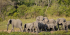 10天乌干达野生动物园体验