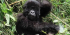 卢旺达5天大猩猩徒步之旅