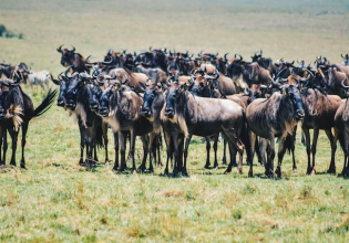 Masai Mara Great Migration Safari
